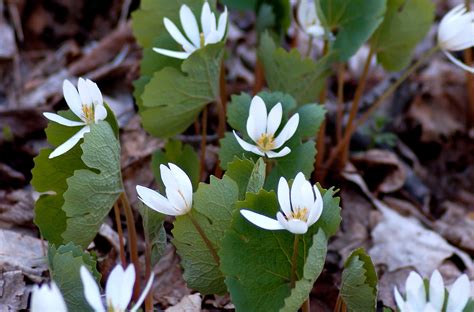 picture of bloodroot plant.